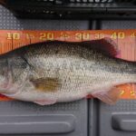 津久井湖で55cmの初バスが釣れちゃった!!(超嬉)